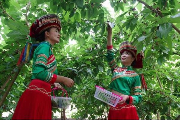 德昌举行桑椹、樱桃采摘品鉴体验活动 引四方游客