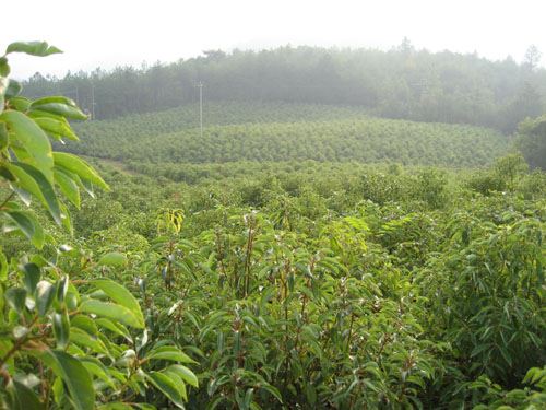 神奇龙脑话吉安 神奇冰片话林科