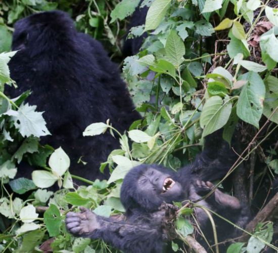 非洲小猩猩“捶胸顿足”加强锻炼以继父位