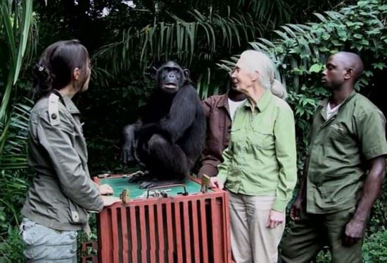 非洲猩猩获救后拥抱施救者似表感谢