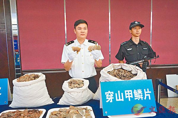 ■廣州海關展示查扣的部分穿山甲鱗片。香港文匯報記者敖敏輝 攝