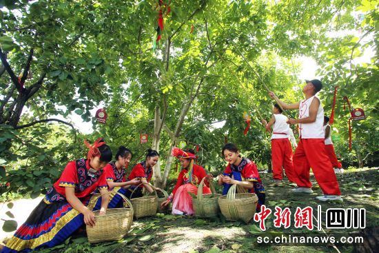 采摘活动。王磊 摄 采摘活动。王磊 摄