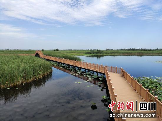 雄安新区白洋淀生态景观。 雄安新区白洋淀生态景观。