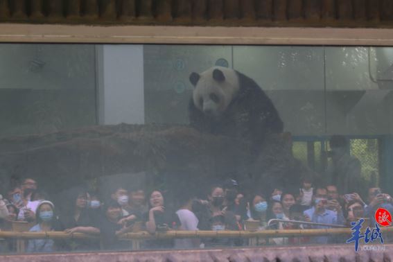【大美广东·葡语】Porque é que o Jardim Zoológico de Guangzhou se tornou o foco? 广州动物园，何以火成焦点？