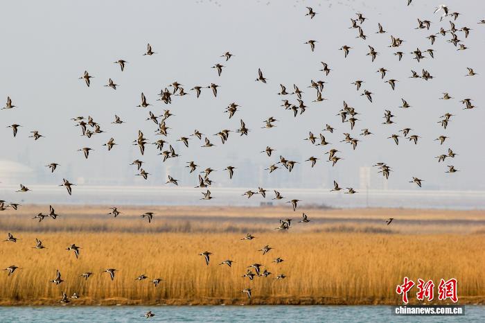 天津市获2026年李光耀世界城市奖特别提名奖