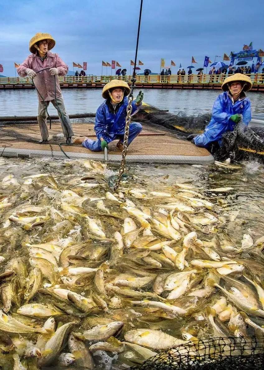 宁德海上养殖这样“绿”起来！